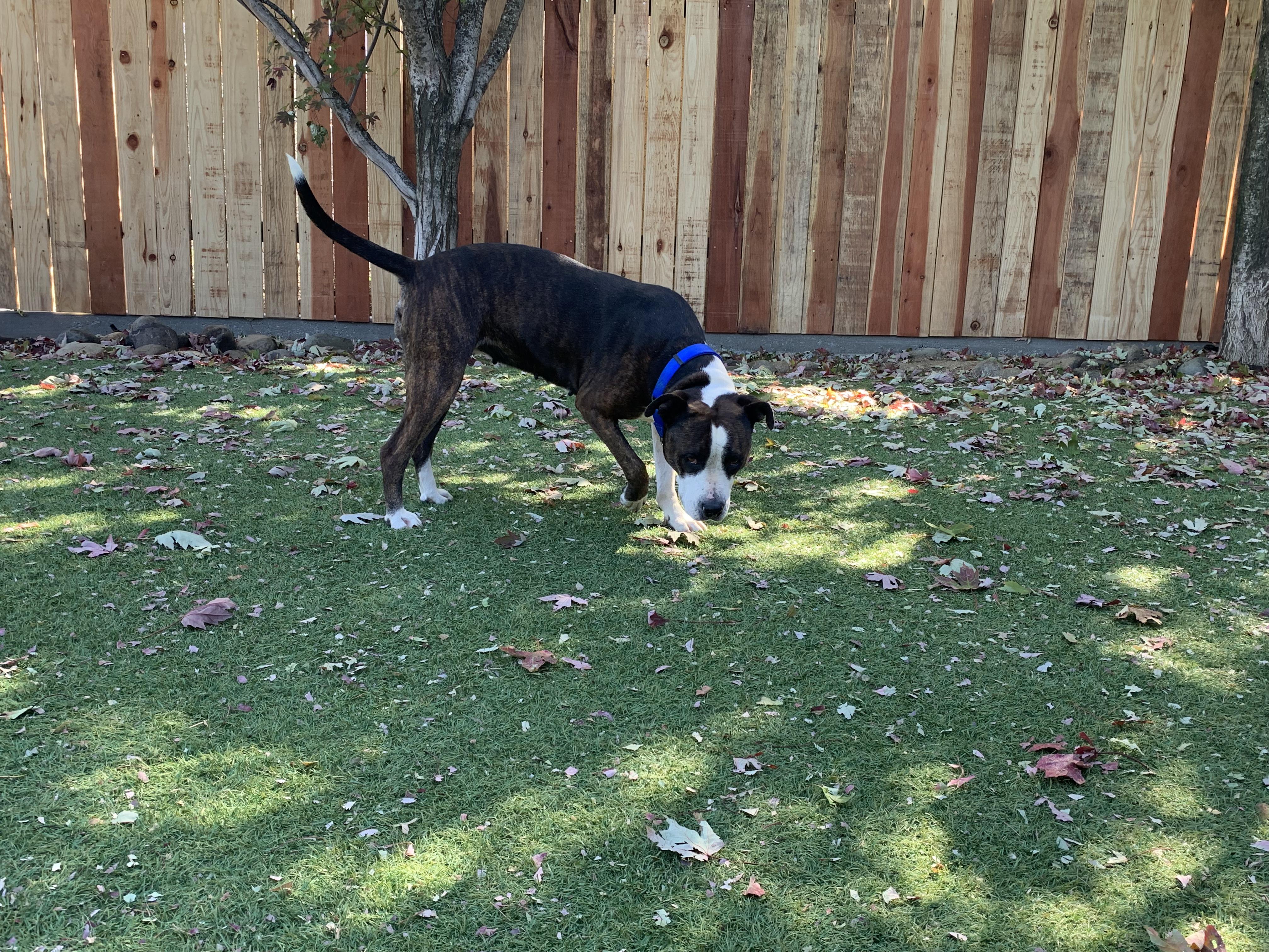 Enlarge Betty Sue, a Adopted mixed breed in Grass Valley, CA image 4/4