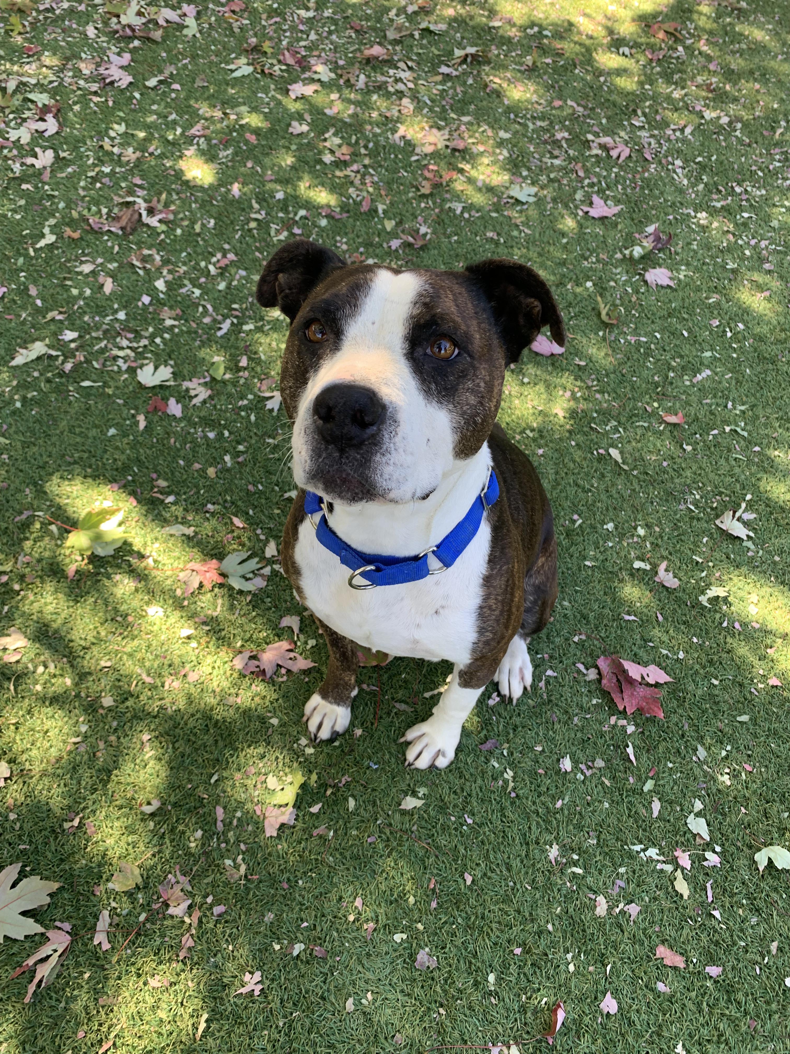 Betty Sue, Adopted, Young Female American Staffordshire Terrier.