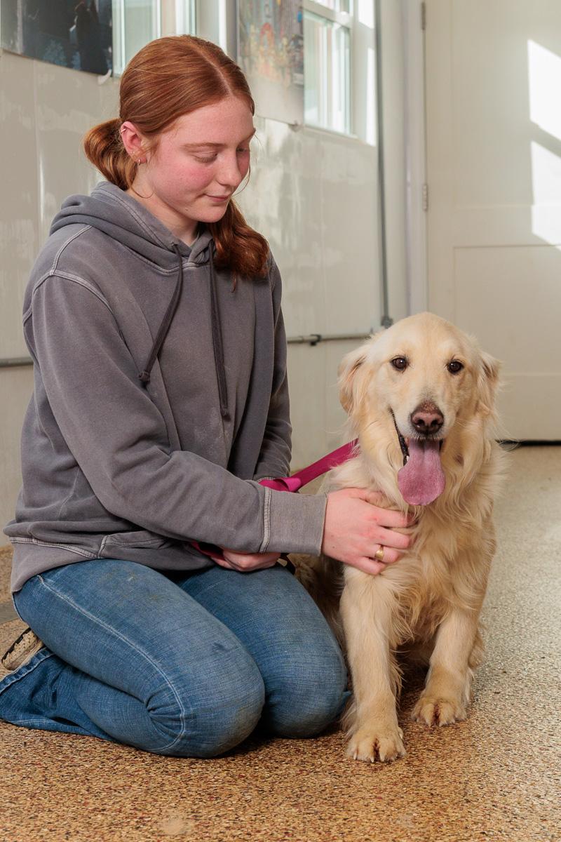 Joy, adopted, Young Female Golden Retriever.