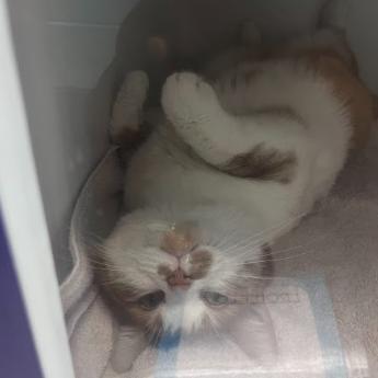 Ollie, Adoptable, Adult Male Domestic Short Hair.