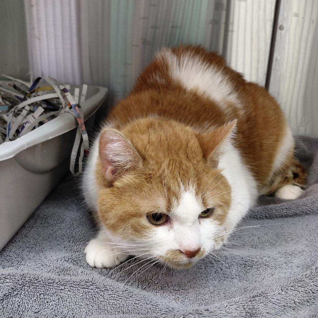 Ollie, Adoptable, Adult Male Domestic Short Hair.