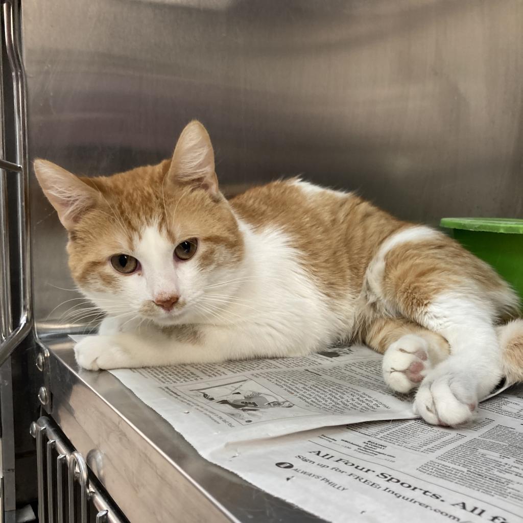 Enlarge Ollie, a Adoptable Domestic Short Hair in Philadelphia, PA image 3/4