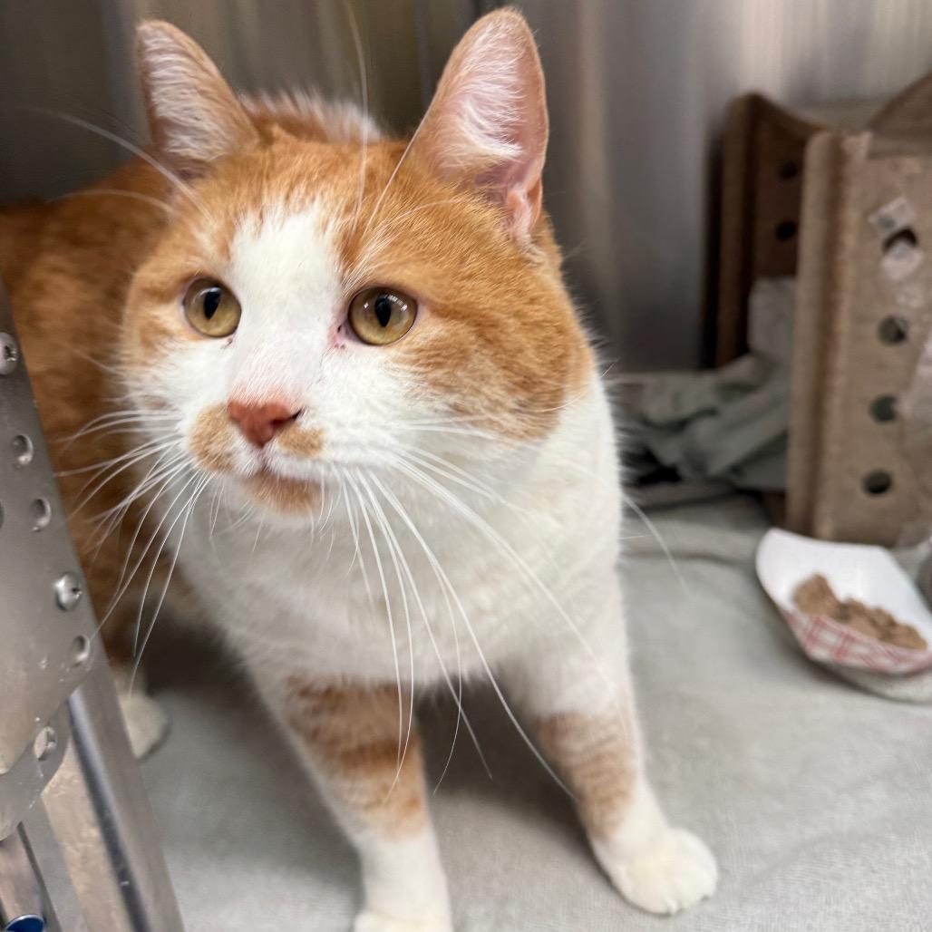 Enlarge Ollie, a Adoptable Domestic Short Hair in Philadelphia, PA image 4/4