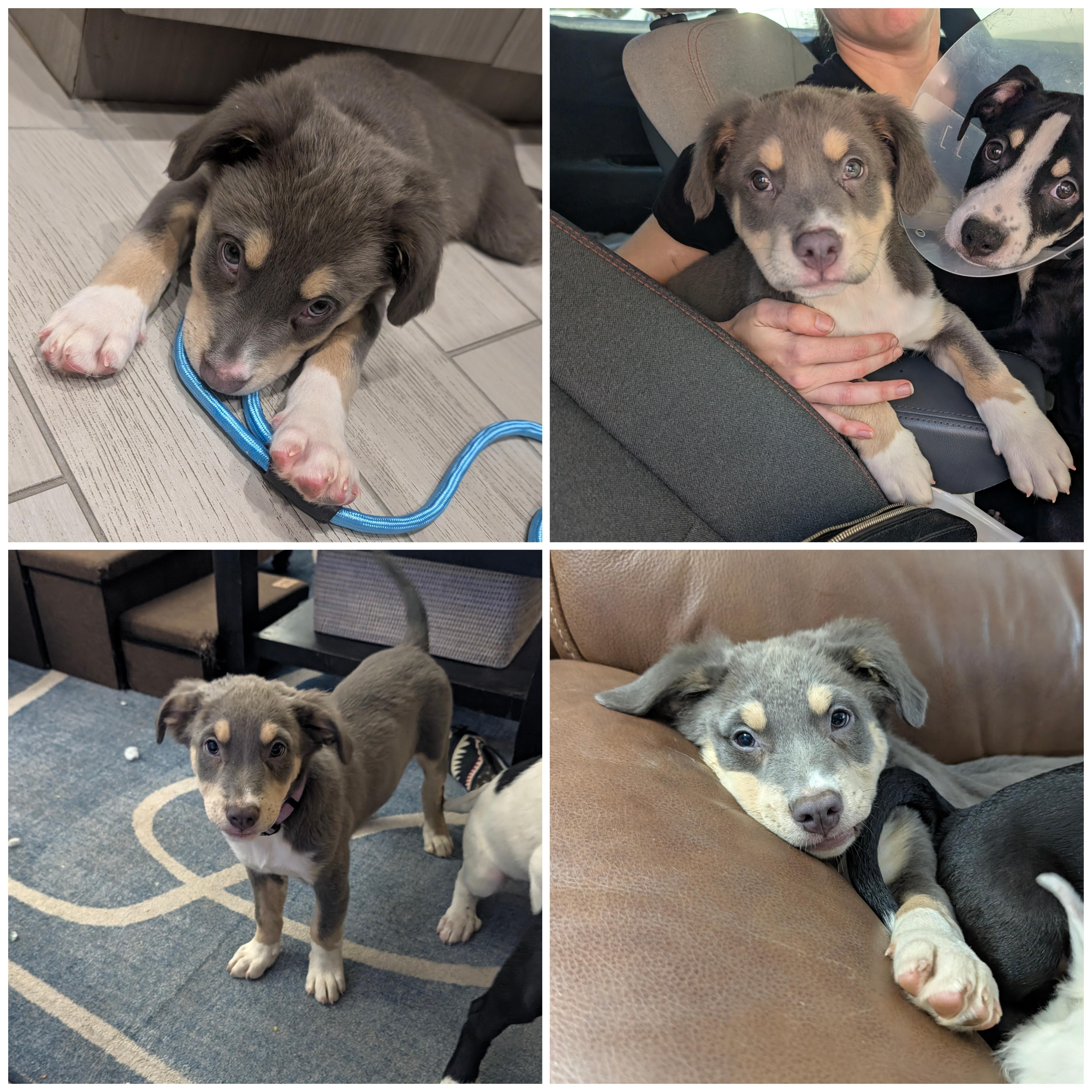 Enlarge Coco, a Adopted mixed breed in Columbus, OH image 3/6