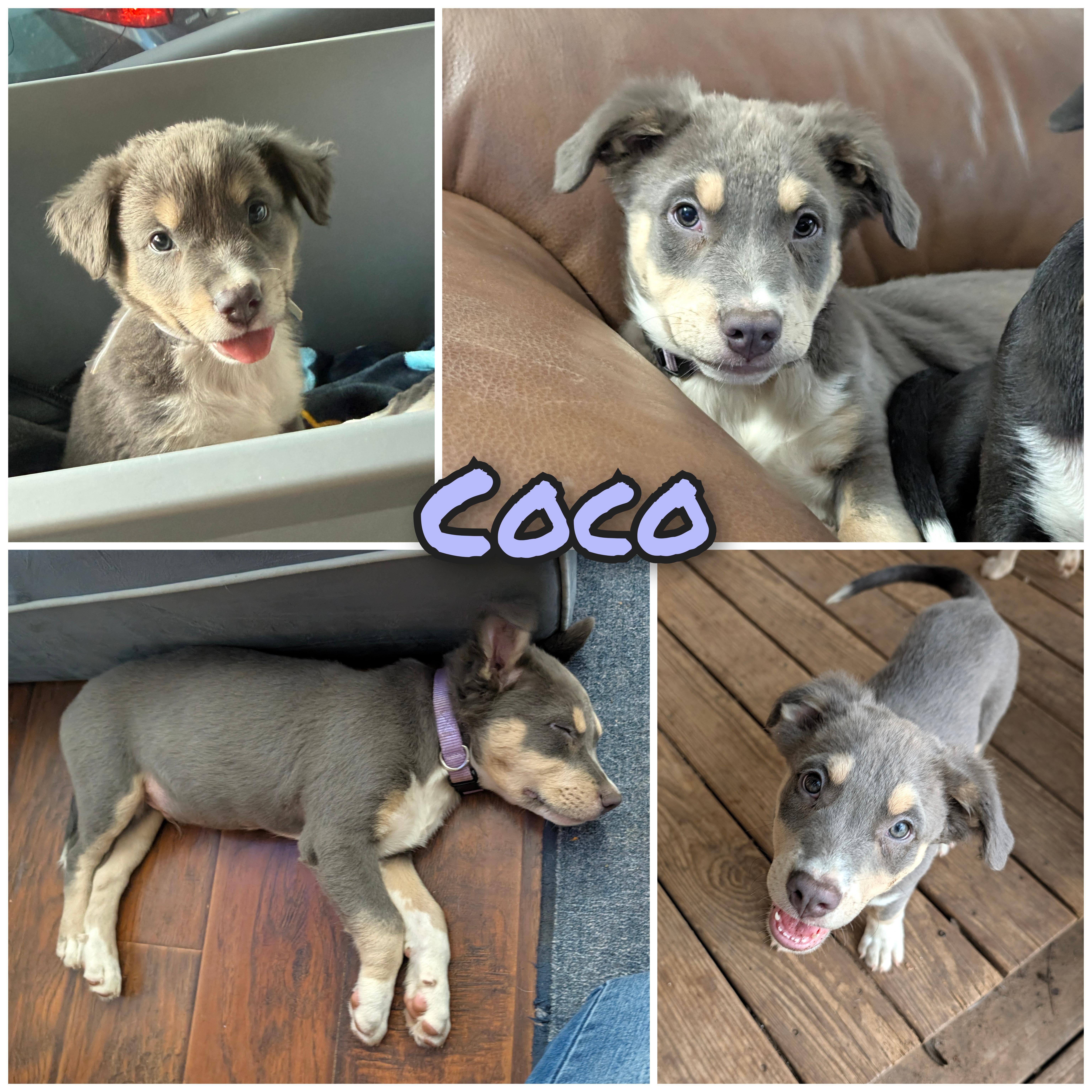 Enlarge Coco, a Adopted mixed breed in Columbus, OH image 1/6