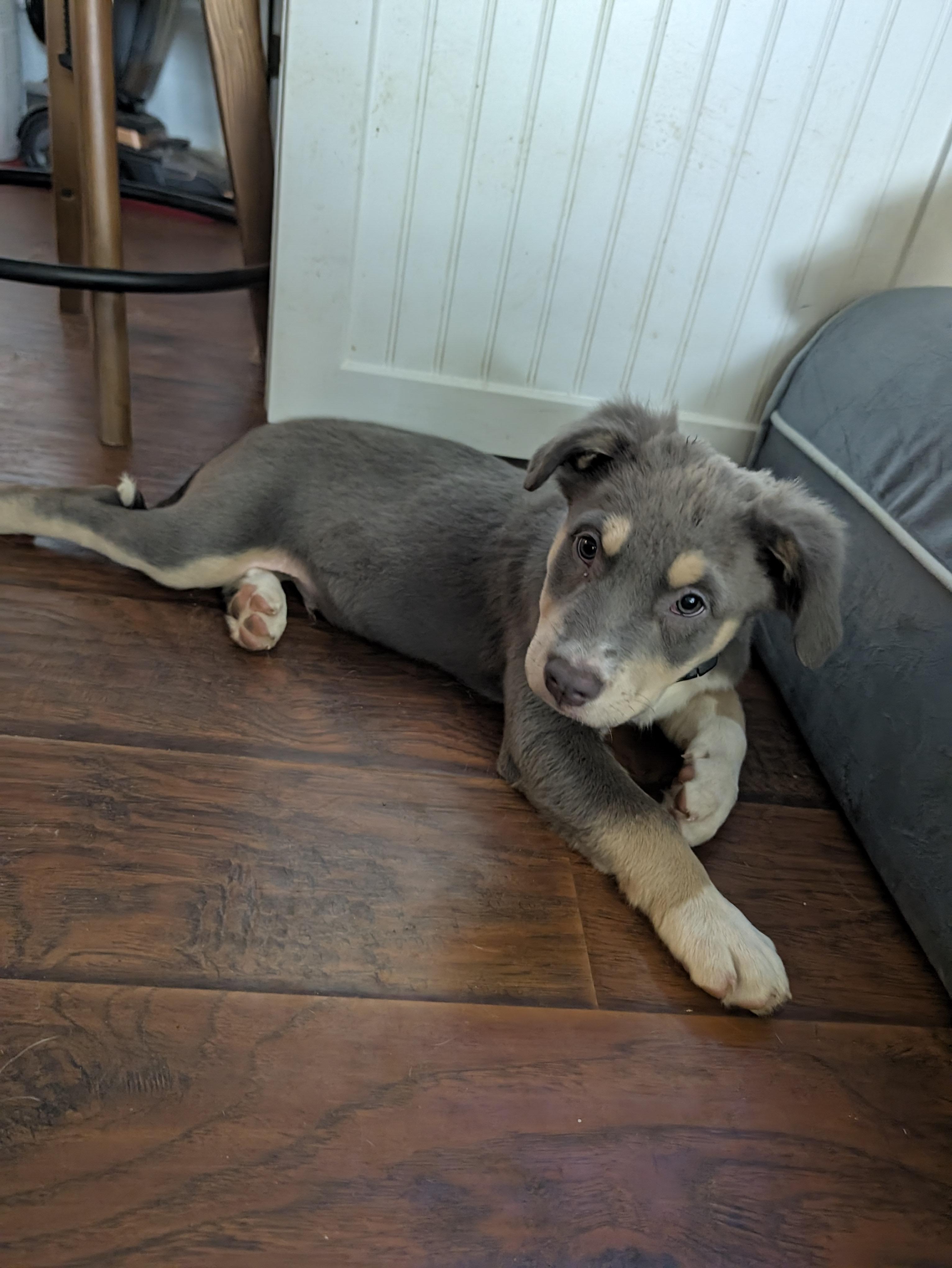 Enlarge Coco, a Adopted mixed breed in Columbus, OH image 5/6