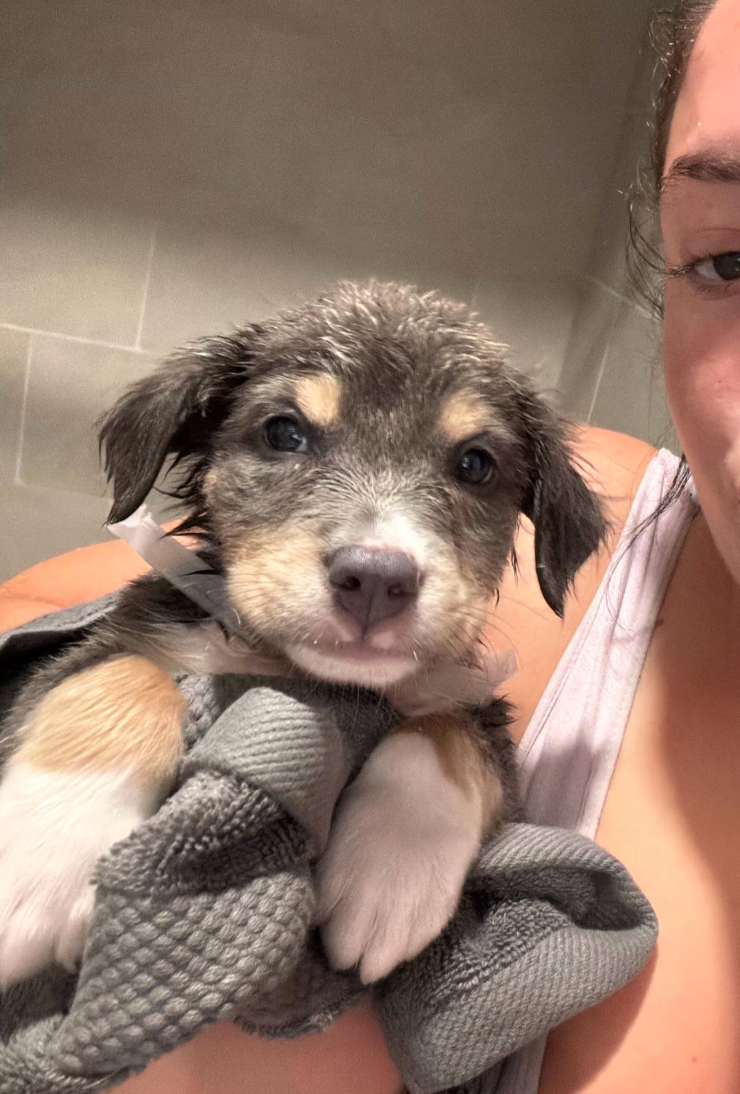 Enlarge Coco, a Adopted mixed breed in Columbus, OH image 6/6
