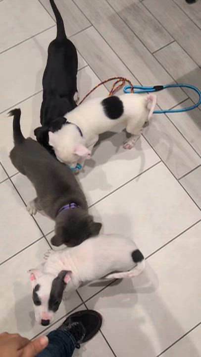 Enlarge Coco, a Adopted mixed breed in Columbus, OH video 4/6