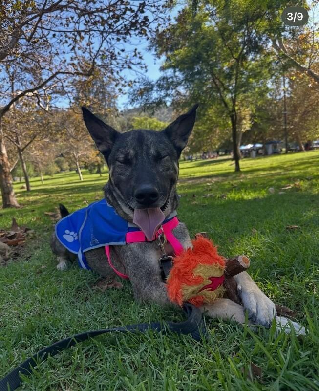 Kavik, Adoptable, Adult Male German Shepherd Dog.