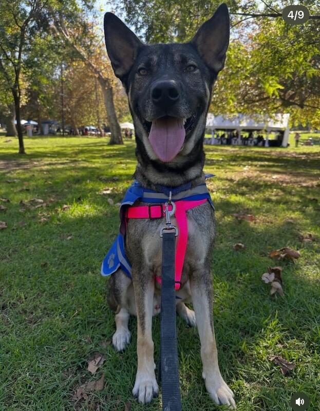 Enlarge Kavik, a Adoptable mixed breed in Seattle, WA image 3/5