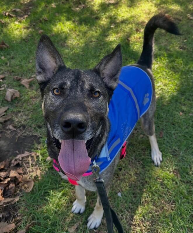 Enlarge Kavik, a Adoptable mixed breed in Seattle, WA image 4/5