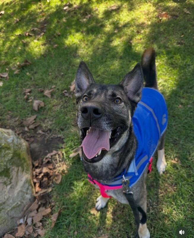 Enlarge Kavik, a Adoptable mixed breed in Seattle, WA image 5/5