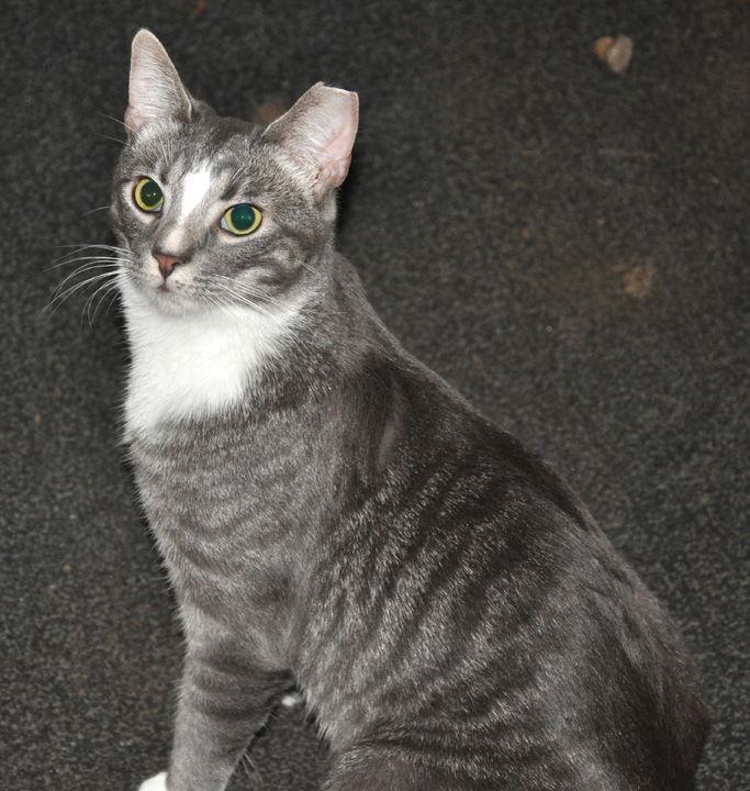 Howie - NC, Adoptable, Adult Male Domestic Short Hair & Tabby.