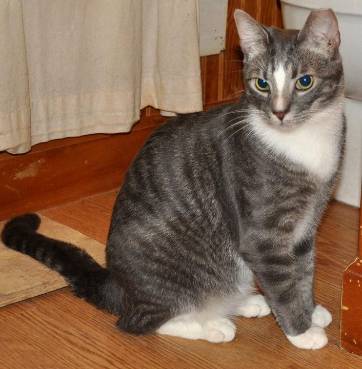 Howie - NC, a Adoptable mixed breed in Liberty, NC image 1/6