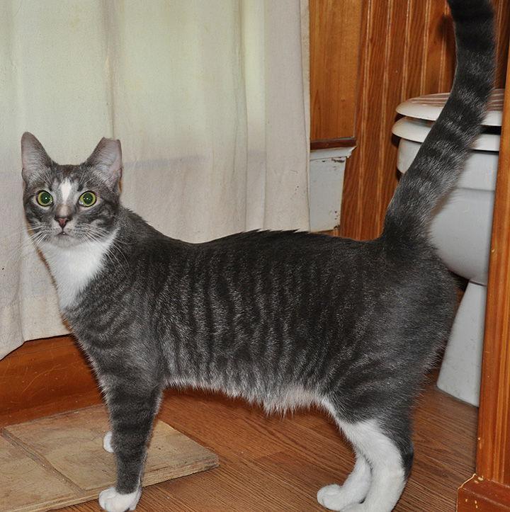 Howie - NC, a Adoptable mixed breed in Liberty, NC image 2/6