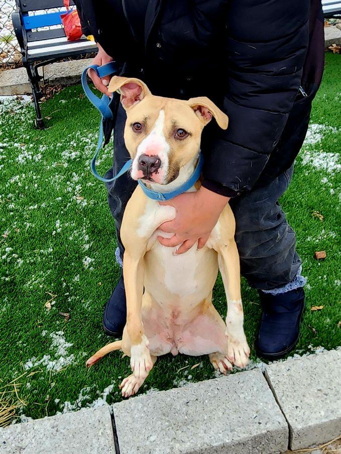 Ella, a Adoptable mixed breed in Perth Amboy, NJ image 1/5