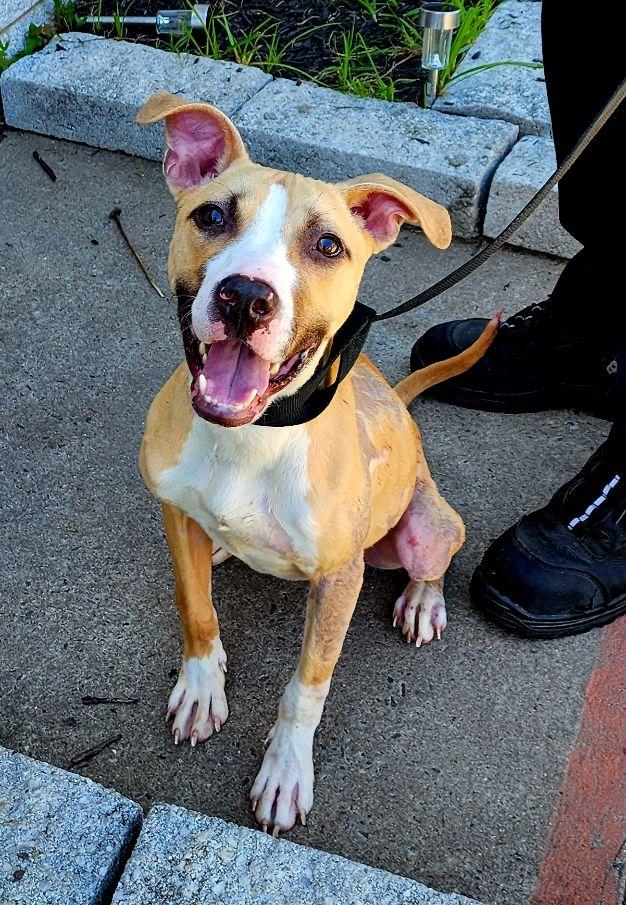 Ella, a Adoptable mixed breed in Perth Amboy, NJ image 2/5