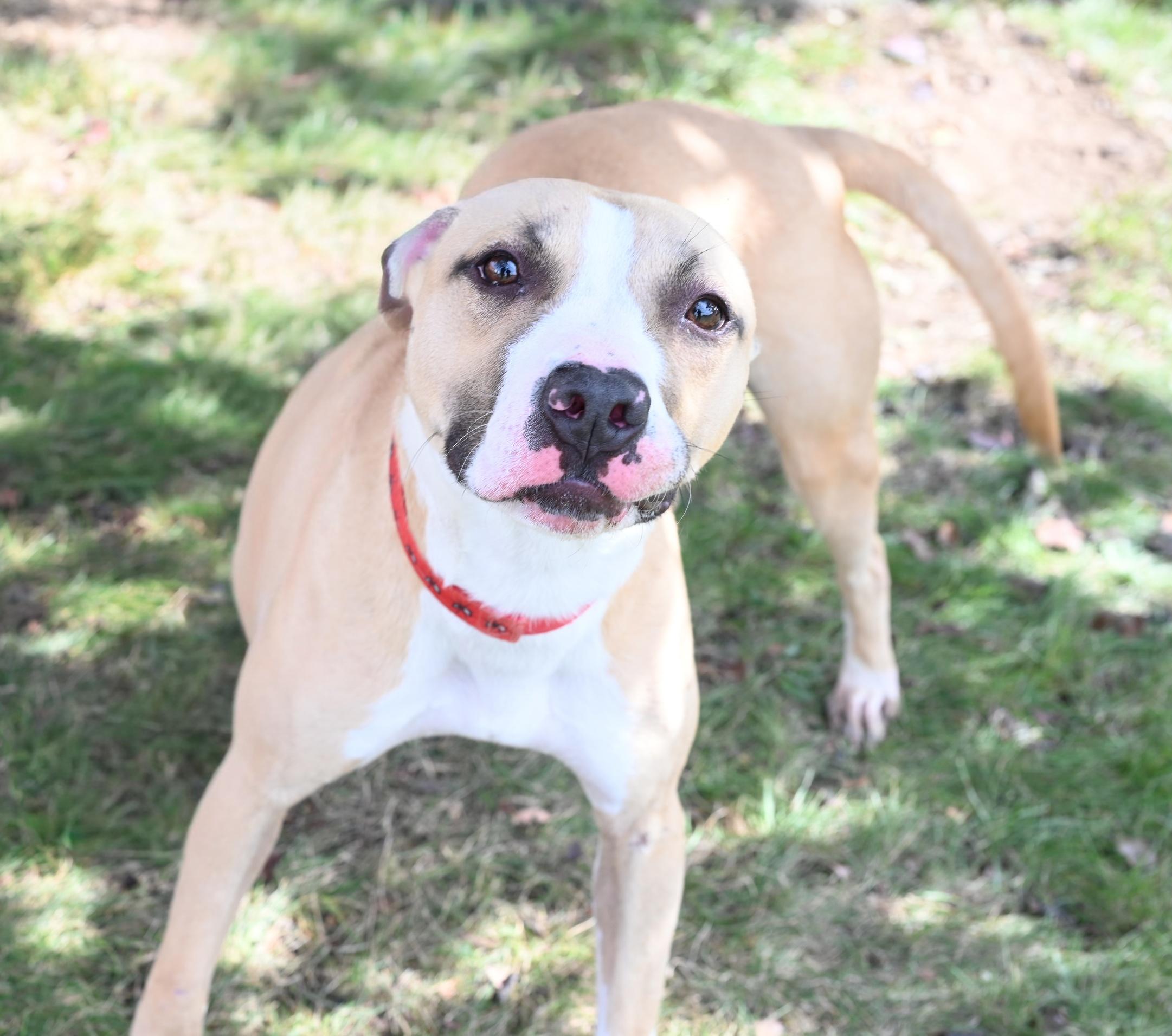 Ella, a Adoptable mixed breed in Perth Amboy, NJ image 1/5