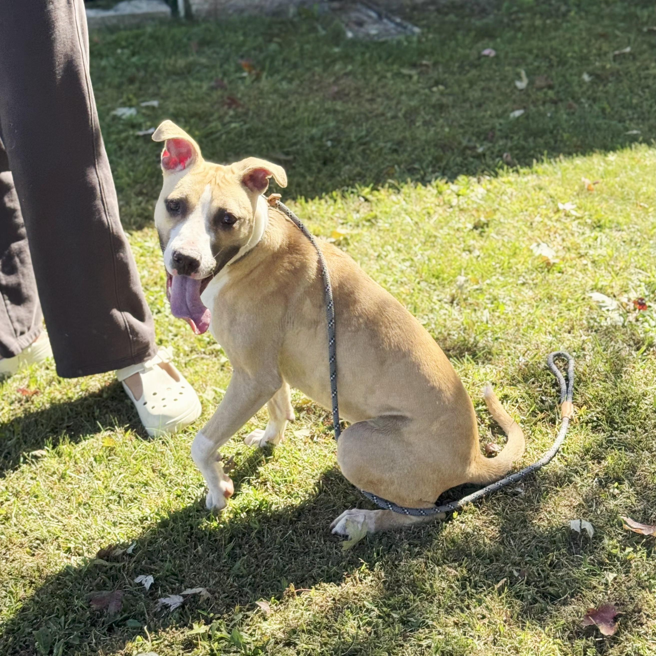 Ella, a Adoptable mixed breed in Perth Amboy, NJ image 3/5