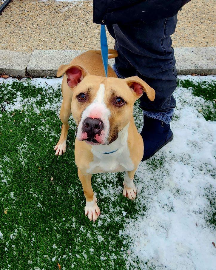 Ella, a Adoptable mixed breed in Perth Amboy, NJ image 2/5