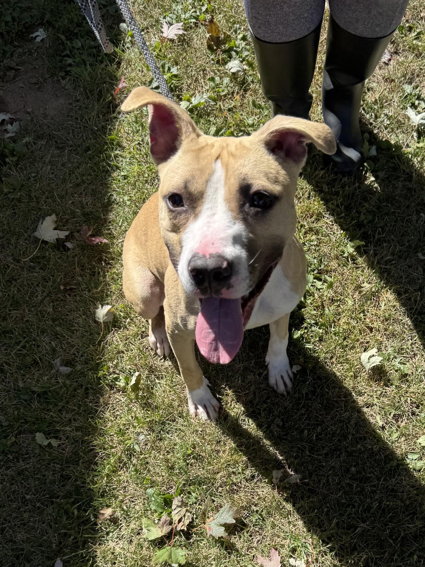 Ella, a Adoptable mixed breed in Perth Amboy, NJ image 4/5