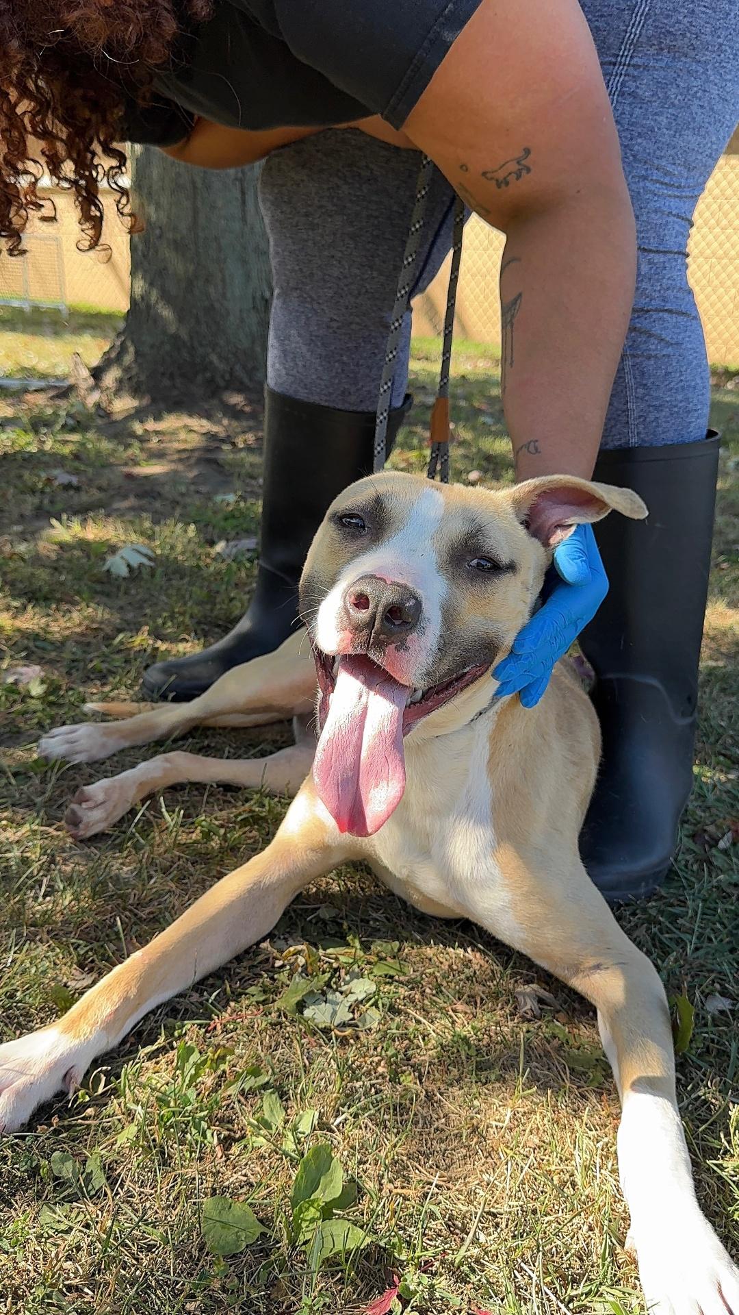 Ella, a Adoptable mixed breed in Perth Amboy, NJ image 5/5