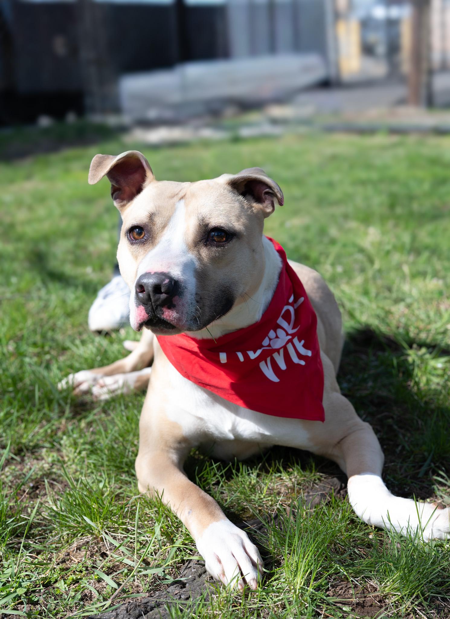 Ella, Adoptable, Young Female American Bulldog.