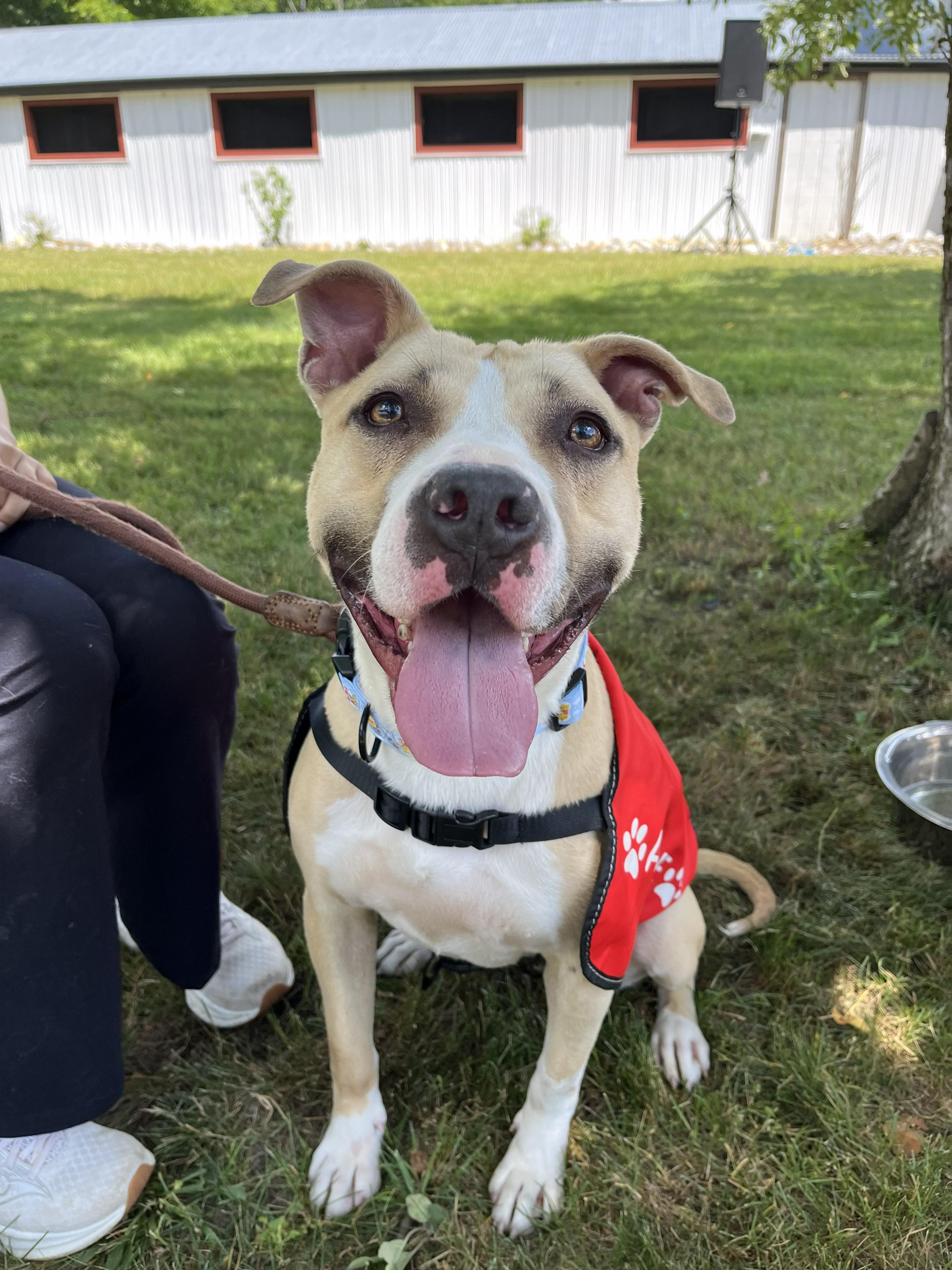 Ella, Adoptable, Young Female American Bulldog.