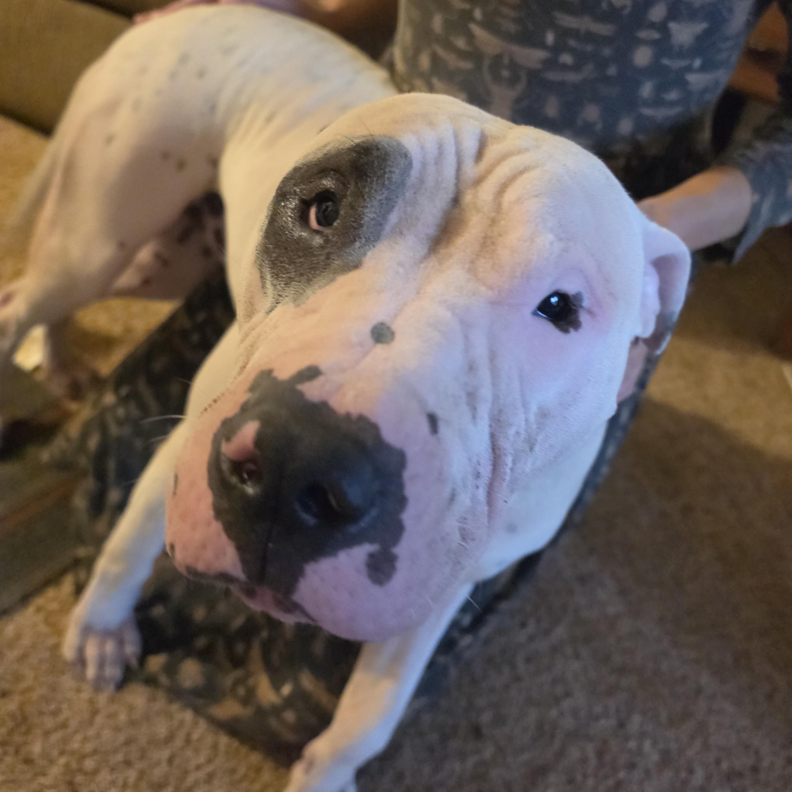 Rebel, Adoptable, Adult Male American Bully.