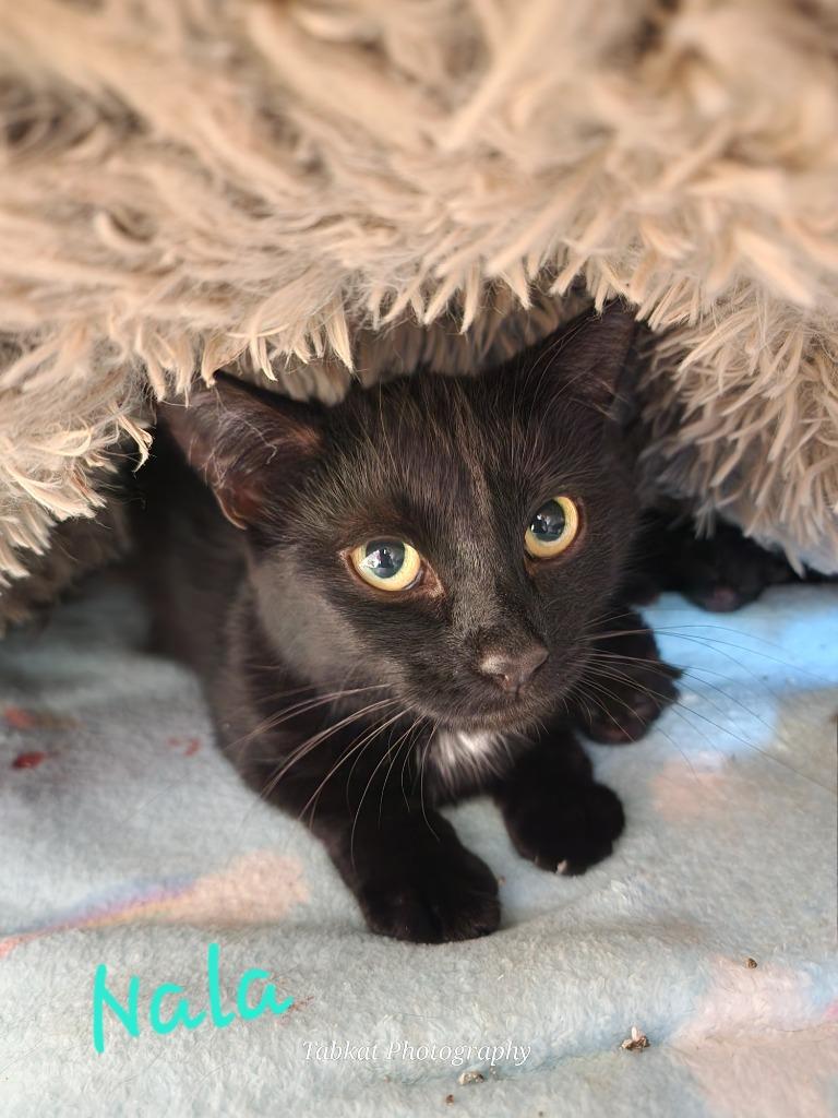 Enlarge Nala, a Adoptable mixed breed in Cambridge, MD image 1/1