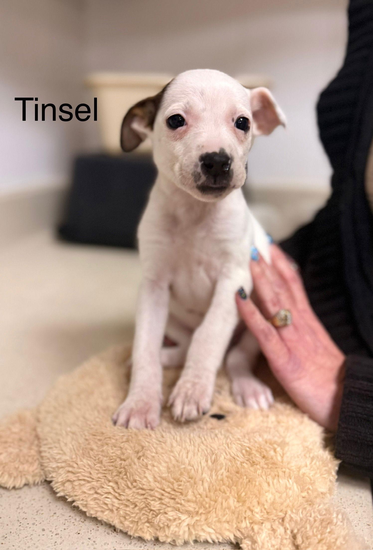 Tinsel, Adoptable, Young Female Shepherd.