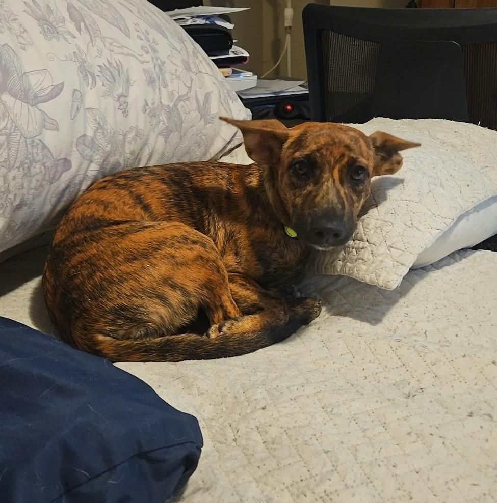Enlarge Sparky, a Adoptable mixed breed in Etobicoke, ON image 5/5
