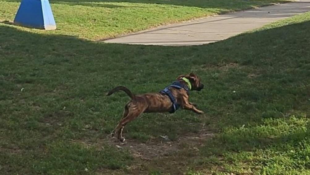 Enlarge Sparky, a Adoptable mixed breed in Etobicoke, ON image 3/5