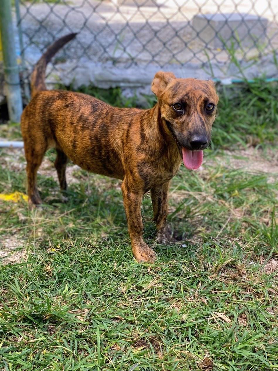 Enlarge Sparky, a Adoptable mixed breed in Etobicoke, ON image 4/5