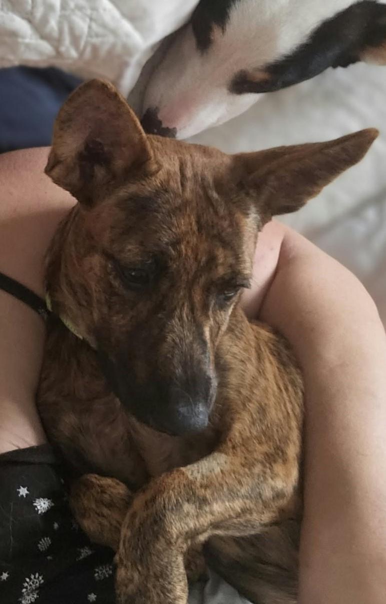 Enlarge Sparky, a Adoptable mixed breed in Etobicoke, ON image 1/5