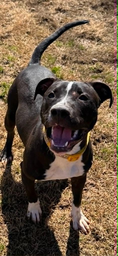 Enlarge King, a Adoptable Pit Bull Terrier in East Ridge, TN image 1/3