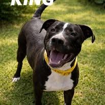 Enlarge King, a Adoptable Pit Bull Terrier in East Ridge, TN image 2/4