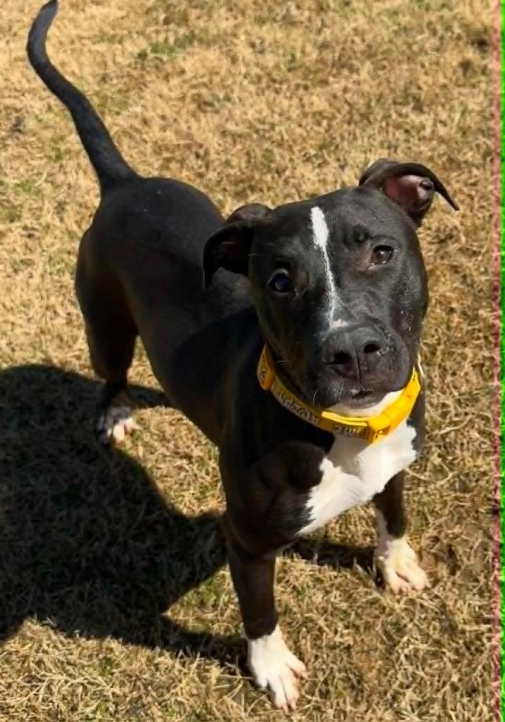 Enlarge King, a Adoptable Pit Bull Terrier in East Ridge, TN image 2/3
