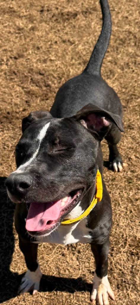 Enlarge King, a Adoptable Pit Bull Terrier in East Ridge, TN image 3/3
