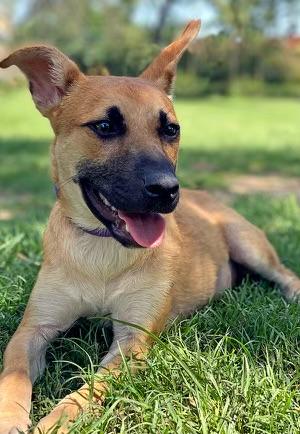 Terra, Baby Female Shepherd