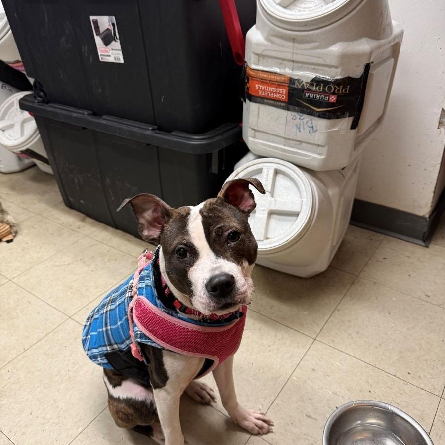 Enlarge Lily, an adopted mixed breed in East Hartford, CT image 4/4