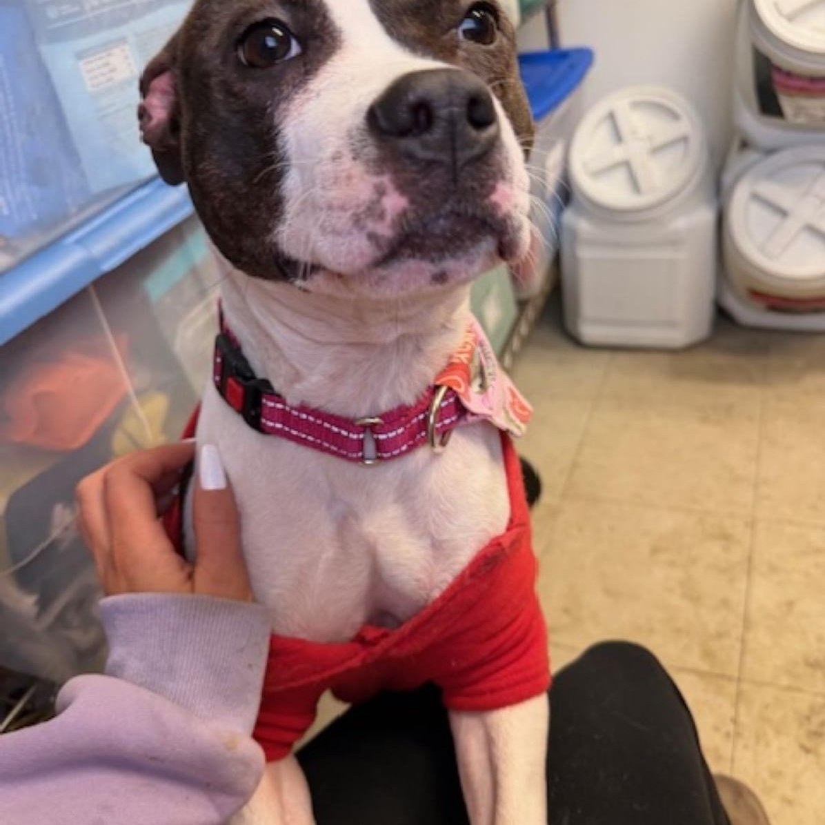 Enlarge Lily, an adopted mixed breed in East Hartford, CT image 3/4