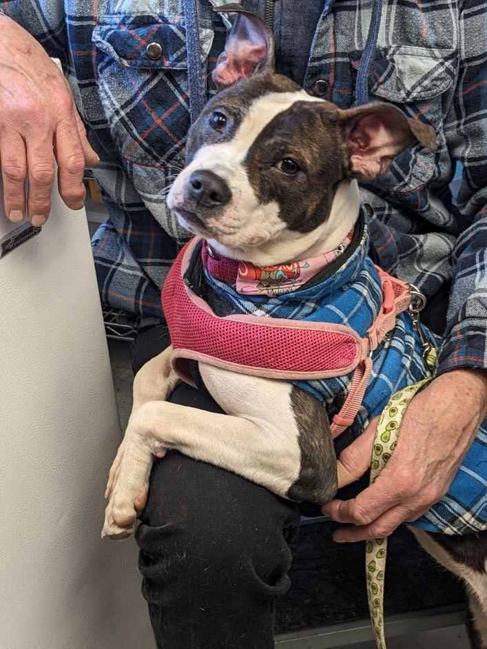 Enlarge Lily, an adopted mixed breed in East Hartford, CT image 2/4