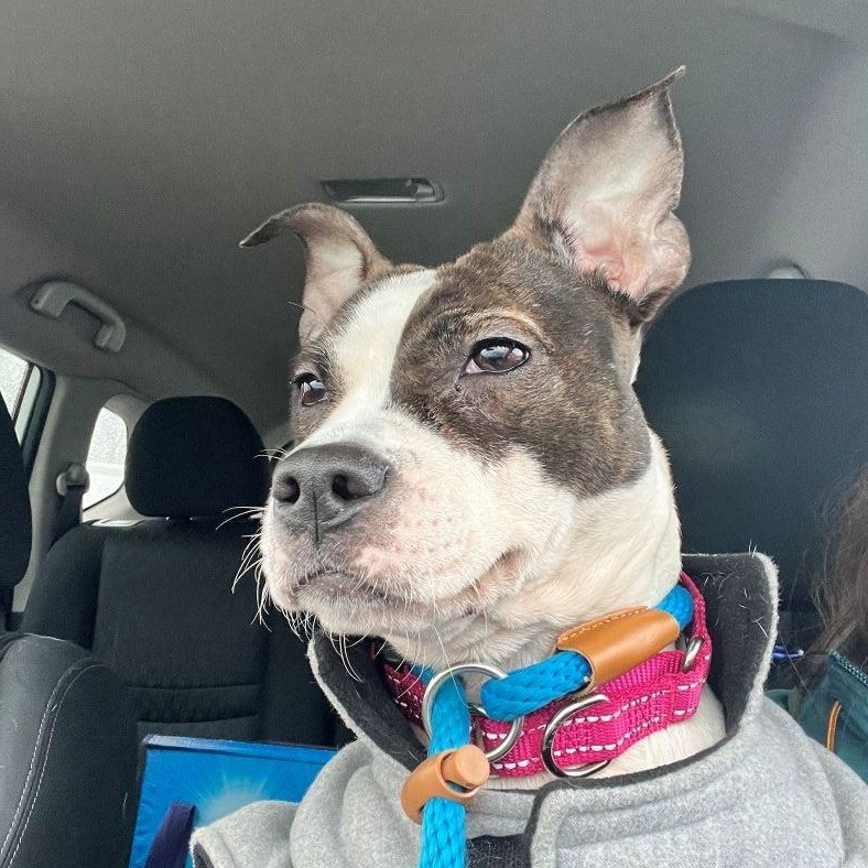 Lily, adopted, Young Female Terrier.