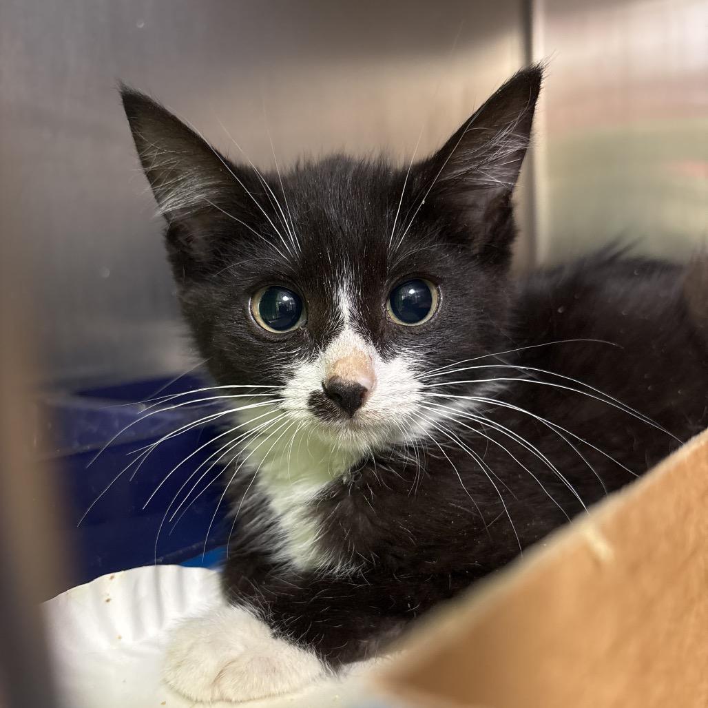 Mint Condition 55244, Adoptable, Young Female Domestic Short Hair.