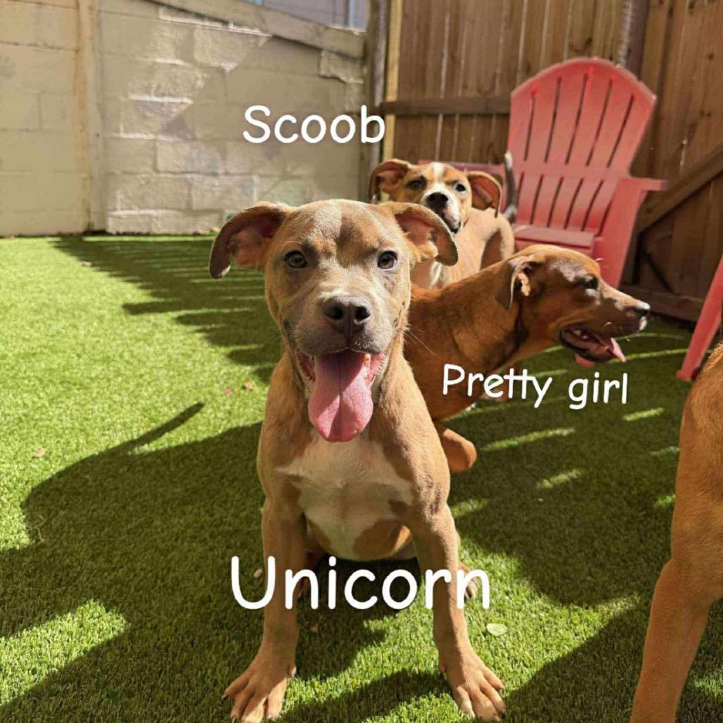 Unicorn Ross, Adoptable, Young Female Mixed Breed.