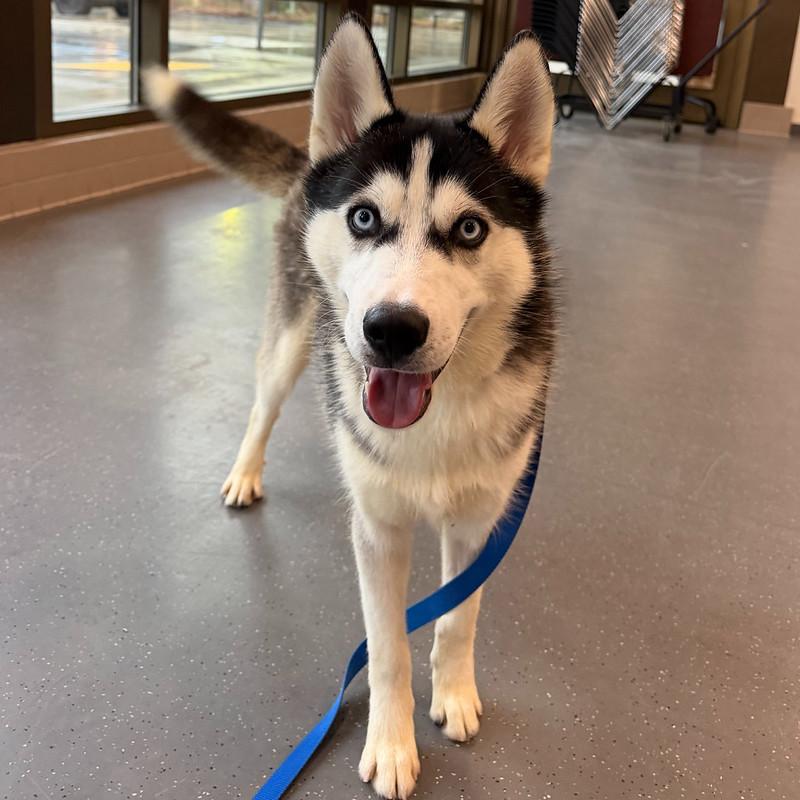 Enlarge Stoney, an adopted mixed breed in Truckee, CA image 2/4