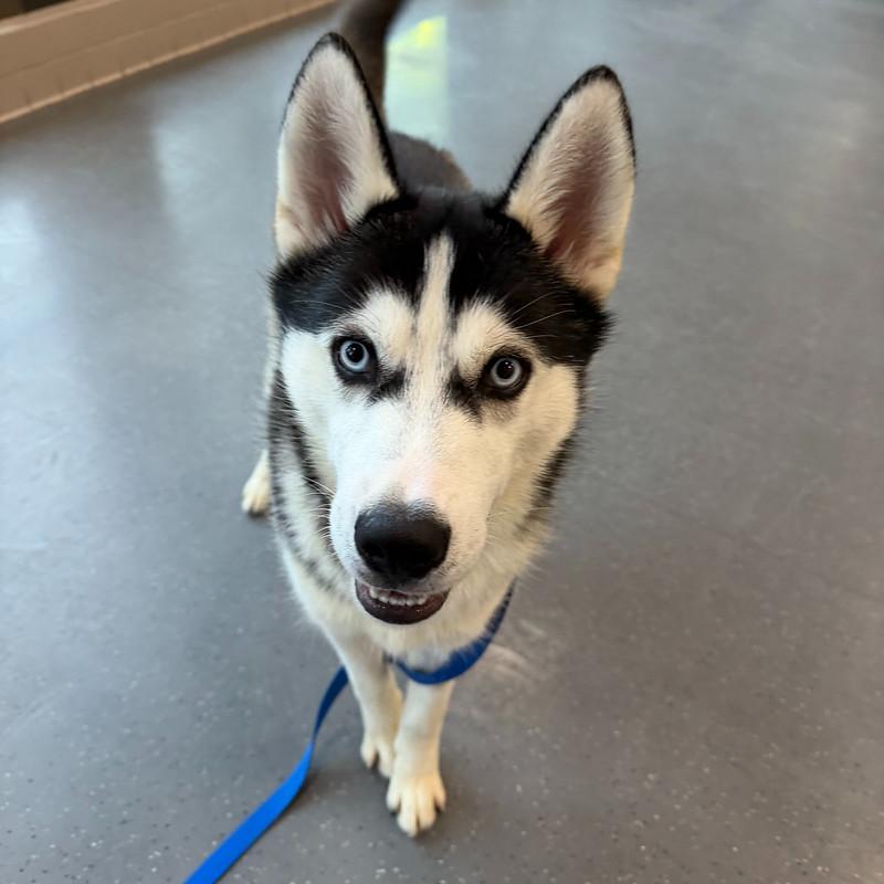 Enlarge Stoney, an adopted mixed breed in Truckee, CA image 3/4