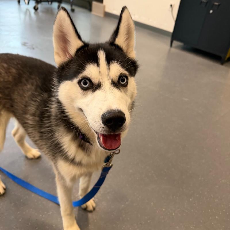 Enlarge Stoney, an adopted mixed breed in Truckee, CA image 4/4