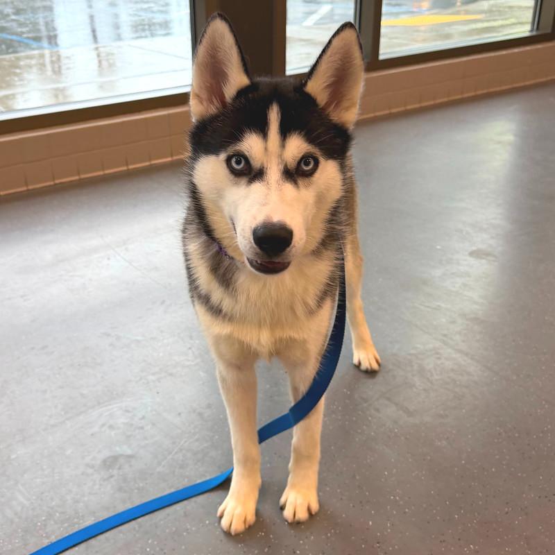 Enlarge Stoney, an adopted mixed breed in Truckee, CA image 1/4